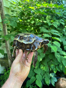 Homes Hinge-back Tortoise Adult Pair