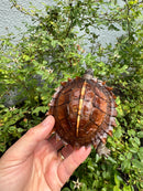 Spiny Hill Turtle CB 2025