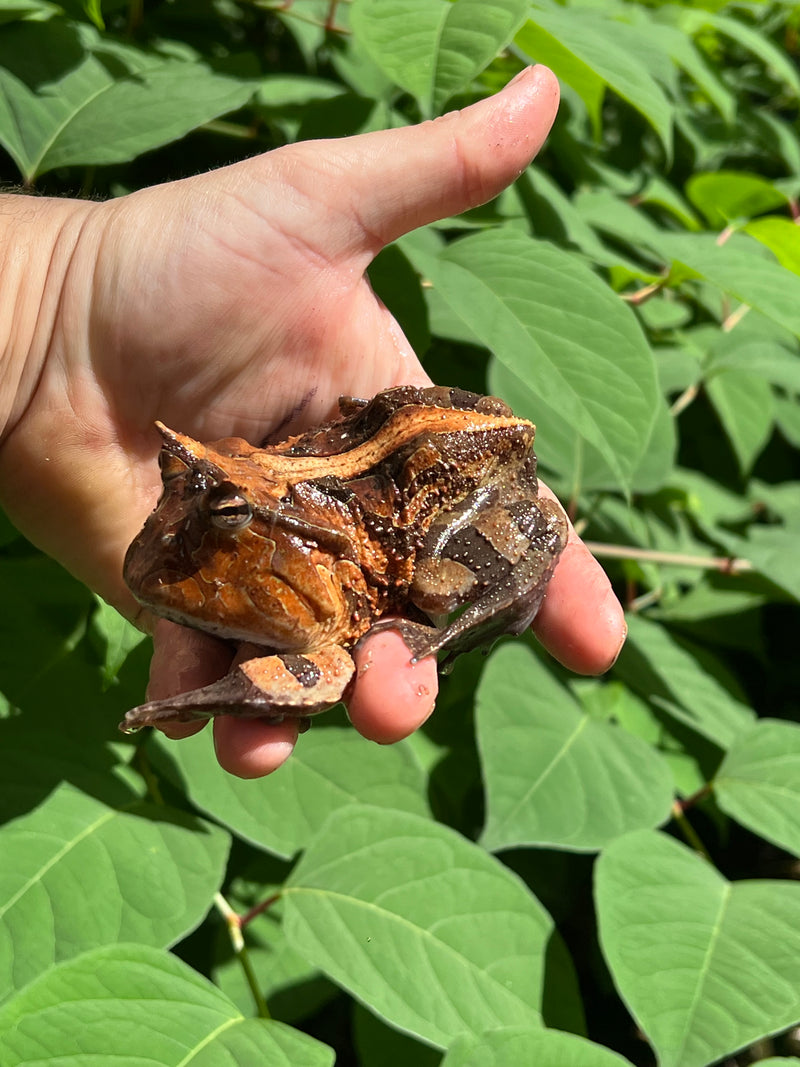 Brazilian Horned Frog Adult Pair