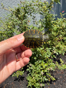Florida Red Bellied Turtle X Peacock Slider