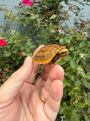 Bourret's Flowerback Box Turtle 2026