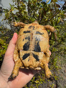 Libyan Greek Tortoise Adult Female