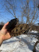 Mississippi Female Map Turtle Adult X Mississippi Diamondback Terrapin Adult Male BREEDING PROJECT