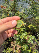 Pastel Picasso Red Eared Slider Turtle