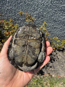 European Pond Turtle Adult Pair