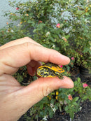 Golden Flame Florida Red Bellied Turtle 2026