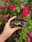 Reeves Turtles Adult Female