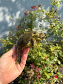 Sicilian Pond Turtle Adult Pair