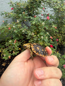 Pancake Tortoise Baby 2026