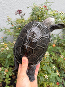 Adult Mississippi Diamondback Terrapin Female