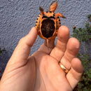 Vietnamese Three-striped Box Turtle