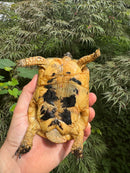 Libyan Greek Tortoise Adult Male