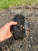 Melanistic Reeves Turtles Adult Pair
