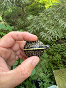 HI YELLOW Florida Box Turtle 2025