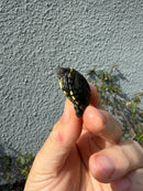 West Coast Pond Turtle Baby