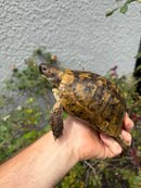 Mesopotamian Greek Tortoise Adult Male