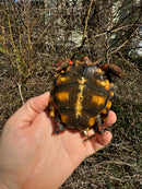 Brazilian Cherryhead Tortoise 2024