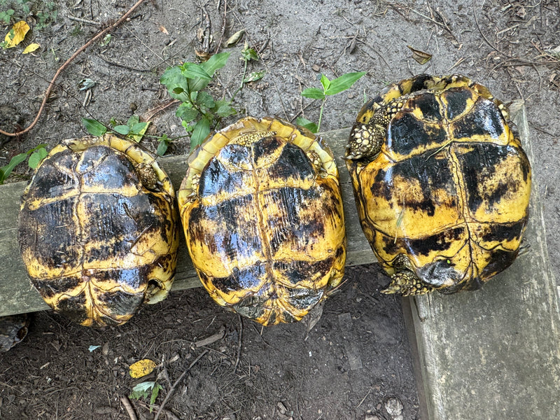 Russian Tortoise Adult Female Group (0.3)   (Testudo horsfieldii)