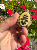 Hi Color Yellow Baby Eastern Box Turtle