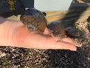 Stripe-necked Musk Turtle Adult Breeding Group 1.4  (Sternotherus peltifer)