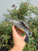 Northern Diamondback Terrapin Adult Female