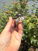 Ornate Diamondback Terrapin Female