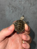 Hi White Concentric Diamondback Terrapin 2023