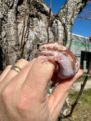 White Out Oreo Zulu African Fat Tailed Gecko Adult Female