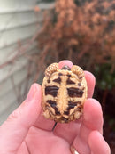 Sri Lankan Star Tortoise Female