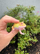 Mutant  Pacman Frog