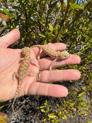 Giant Dune Gecko Adults (Stenodactylus petrii)
