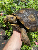 Burmese Brown Mountain Tortoise Female