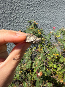 Pastel Clown Common Musk Turtle Baby 2026