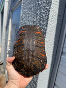 Super Red Northern Red Bellied Turtle Adult Male