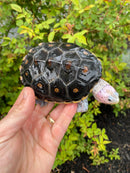 Ornate Diamondback Terrapin Female