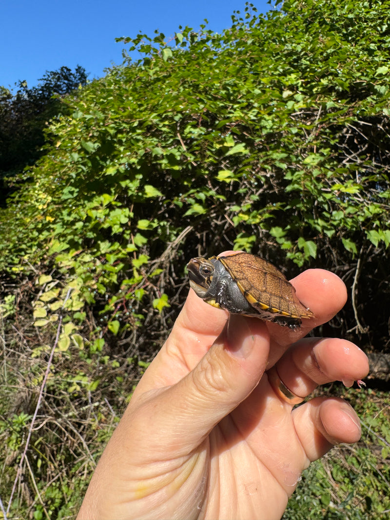 Keeled Box Turtle Baby 2025