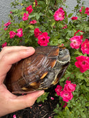 Reeves Turtles Adult Female
