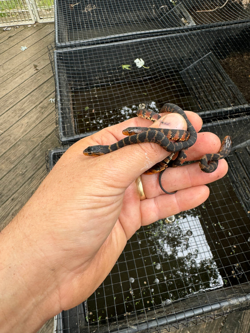 Broad Banded Water Snake CB Babies (CLUTCH