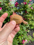 Hypo Peach Geoffroy's Sideneck Turtle