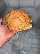 Albino Red-Eared Slider Adult Female
