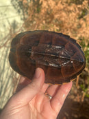 Malayan Snail-eating Turtle Adult Male