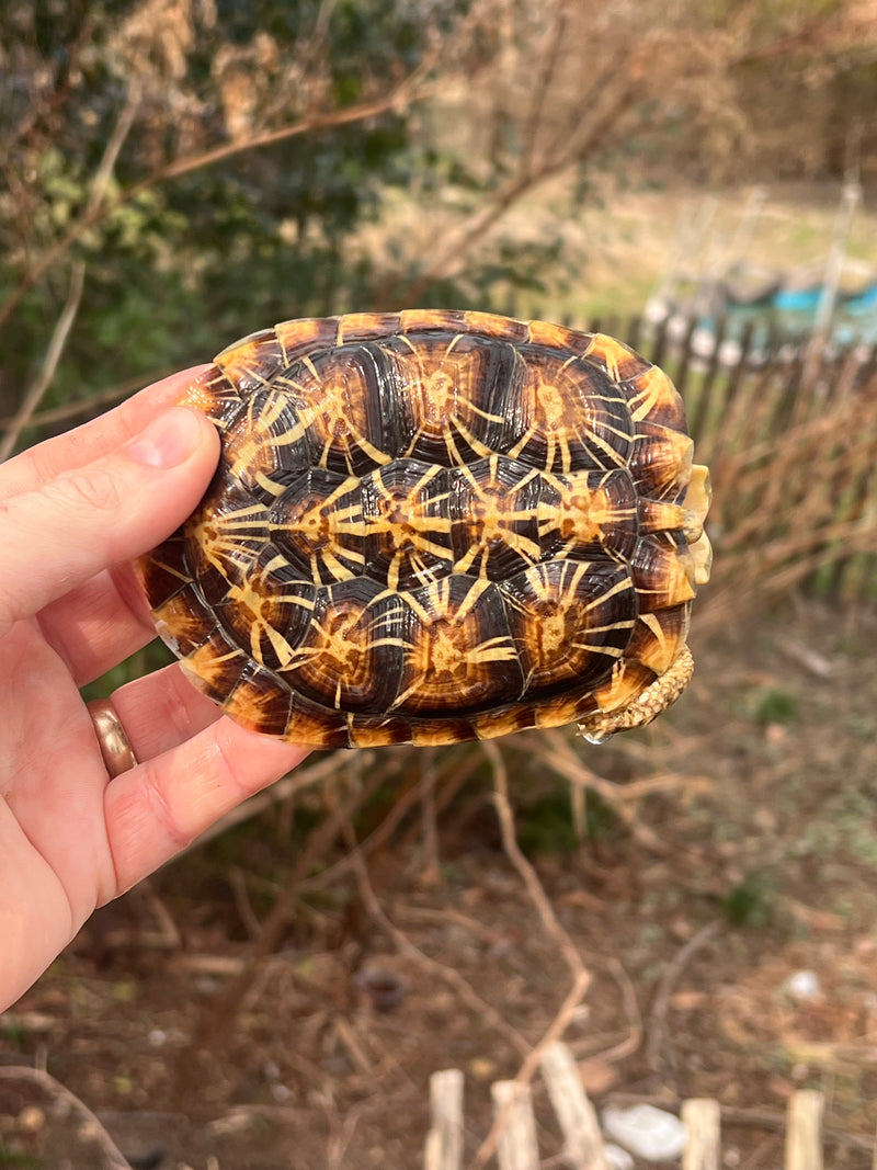 Pancake Tortoise Adult Male