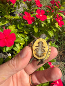 Hi Color Orange Baby Eastern Box Turtle