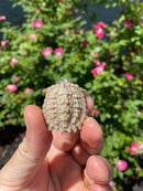 Albino Florida Snapping Turtle 2026