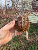 Desert Box Turtle Adult Female CB