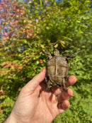 Aldabra Tortoise USA CB 2025