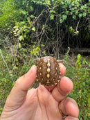 Hi Color Yellow Baby Eastern Box Turtle