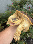Hypomelanistic Common Snapping Turtle 2024