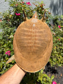 Smooth Softshell Turtle Adult Female
