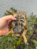 Mesopotamian Greek Tortoise Adult Male